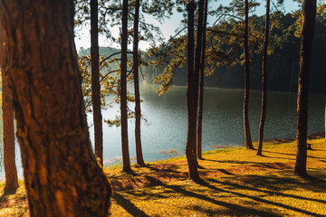 Wall Mural - Reservoir and pine trees in the morning in the park