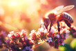 Bee and flower. Close up of a large striped bee collects honey on a flower at sunset. horizontal photography banner. Summer and spring backgrounds