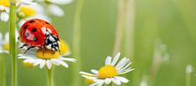 Banner Ladybug On Flower Blossoms In Spring. Beautiful Ladybug Sitting On White Flower