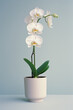 A white orchid in a simple pot, creating a Zen-like atmosphere with its minimalistic beauty.