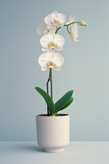 Poster - A white orchid in a simple pot, creating a Zen-like atmosphere with its minimalistic beauty.