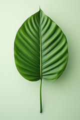 Poster - Delightful minimalism featuring a single jungle leaf, capturing the essence of tropical lushness.