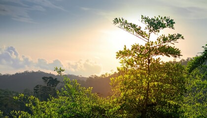 Wall Mural - Green plants and trees at rain forest mountain in spring