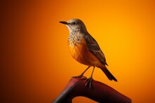 A Colorful Bird With A Broad Shoulder And Rich, Vivid Colors Perches On A Wooden Stick Against An Orange Background.