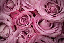 Close Up Of Pink Roses Background