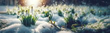 Close Up Of Snowdrop Flowers Blooming In Snow Covering. First Spring Flowers