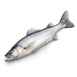 Haddock fish isolate on transparency background png 