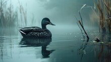 Serene Duck Floats On A Misty Water Surface Surrounded By Reeds