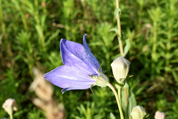 Wall Mural - Bell flower in drops of dew.