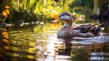 A Duck Glides On A Reflective Pond Amidst Lush Greenery At Sunset