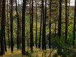 polisch forest