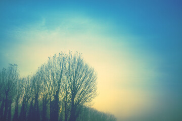 Canvas Print - Silhouette of bare trees in early misty morning