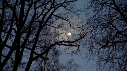 Wall Mural - the full moon shines through drifting clouds and black bare tree branches