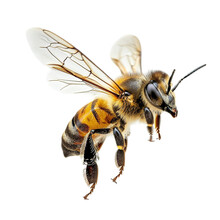 A captivating honeybee in flight, gracefully isolated against a transparent background, Png