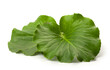 Two green leaves of badan