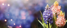 Springtime Nature Background With Hyacinth Flowers  And Bokeh, Outdoor