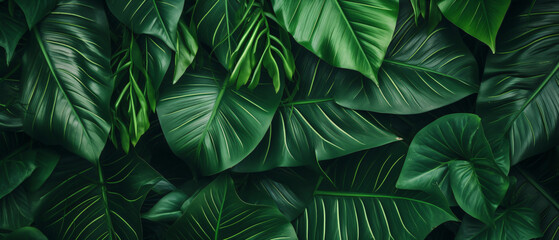 closeup tropical green leaf background