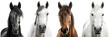 © Flowal93 - Horse portrait collection in different colours (black, grey, brown, white) isolated on a transparent background, animal bundle