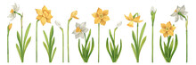 Watercolor Set Of White And Yellow Daffodils Hand Drawn On A White Background. Collection Of Plant Elements Of Flowers, Buds And Leaves In Vintage Style