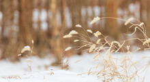 Wild Foxtails Found On A Snowy Roadside. Setaria Viridis, Wild Foxtail Millet