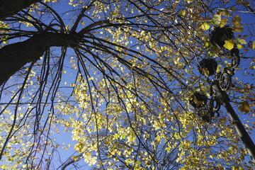 Poster - autumn leaves against blue sky