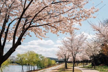 Wall Mural - Dongchon Amusement Park with cherry blossoms in Daegu, Korea