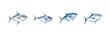 Watercolor tuna fish set.  Vector illustration design.