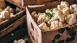 Fresh cauliflower with a green recycle symbol imprinted on its surface, representing eco-friendly and sustainable food choices in line with the zero waste lifestyle movement.