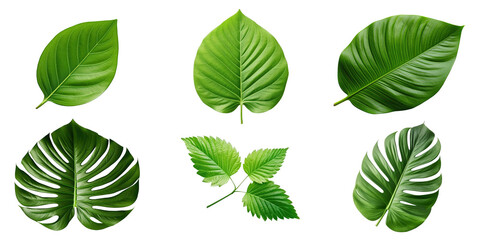 Natural of Tropical green leaves of leaf isolated on transparent png background, varies different of plant botanical.