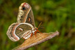 Cecropia Moth - Hyalophora cecropia