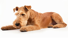 Lakeland Terrier Dog Lie Dog Lie View From The Side
