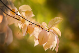 Fototapeta Tulipany - Kremowe jesienne liście