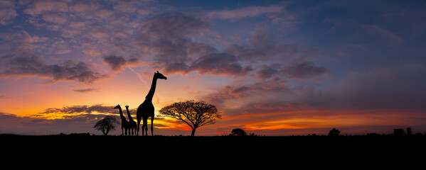 Wall Mural - panorama silhouette giraffe family and tree in africa with sunset.tree silhouetted against a setting