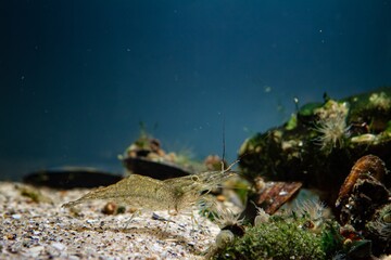 Wall Mural - rockpool shrimp, transparent invasive saltwater crustacean search food with pereiopod and antenna, sponge and green algae on stone background, Black Sea littoral zone biotope aquarium, blue LED light