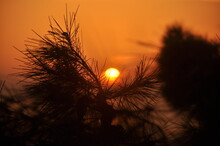 Beautiful Sunset Over The Sea With The Silhouette Of Pine Needles In The Foreground. 