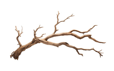dry tree branch isolated on transparent background. png file, cut out