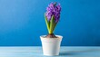 purple hyacinth in a flower pot stands on a table on a blue background