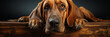 Closeup of brown bloodhound dog on a black background.Animal wide web banner