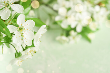 Wall Mural - Passover blooming white apple or cherry blossom on green background. Happy Passover background. Spring Easter background. World environment day. Easter, Birthday, womens day holiday. Top view Mock up.