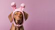 Adorable brown dog with pink rabbit ears