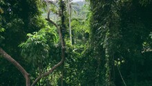 Jungle, Green Rainforest, Tropical Nature. Tree Branches, Foliage And Green Vegetation, Plants, Forest And Jungle. Blooming Nature. Drone Captures Trees, Foliage, Rainforest, Jungle Illuminated By Sun