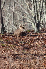 Wall Mural - Vertical photo of a male whitetail deer resting in the woods