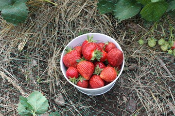 Wall Mural - Strawberries saved from birds and bowl with picked strawberries. Strawberry plants cultivated in organic garden with mulch  under safety net against birds.
