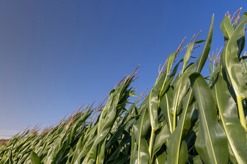 Wall Mural - green corn field in summer, fields with corn