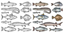 Whole Fresh Different Types Fish. Vector Engraving Vintage