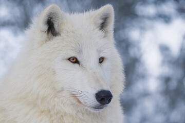 Canvas Print - portrait of a white arctic wolf against a background of snowy forest