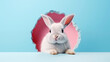 White cute rabbit in a hole on a blue background