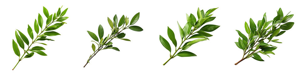  Twig of italian ruscus Hyperrealistic Highly Detailed Isolated On Transparent Background Png File