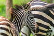 Burchells Zebra Fohlen mit Mutter
