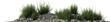 Evergreen rosemary plant growing on the rocks with isolated on transparent background - PNG file, 3D rendering illustration